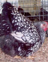 Silver Laced Wyandotte hen chicken