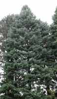 White Fir Tree