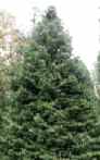 Grand Fir Tree