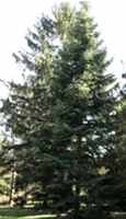 Nordmann Fir Tree