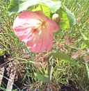 Abutilon flowering Maple plant