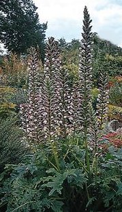 Acanthus hungaricus Bear's Breeches perennial