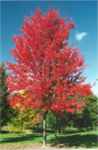 Autumn Blaze Maple tree acer freemanii