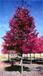 Brandywine Maple tree Acer rubrum