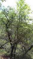 Big Toothed Maple tree Acer granadidentatum
