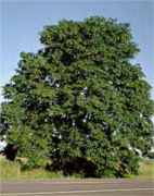 Big Leaf Maple tree Acer macrophyllum