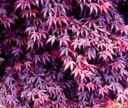 Red Japanese Maple tree acer palmatum