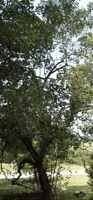 Tartarian Maple tree Acer tartarica
