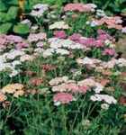 Colorado Yarrow