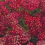 Cerise Queen Yarrow