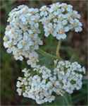 White Yarrow