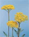 Yellow Yarrow