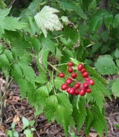 Actaea rubra Red
        Baneberry Red Cohosh perennial