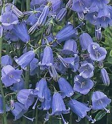 Adenophora bulleyana Ladybells Grand Bellflower perennial