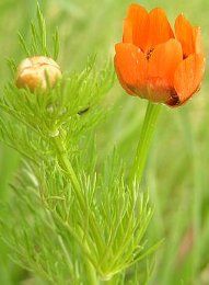 Adonis aestivalis Pheasant's eye Flower of Adonis perennial