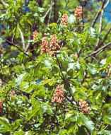 aesculus pavia red buckeye