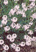 Aethionema arabicum Stonecress perennial