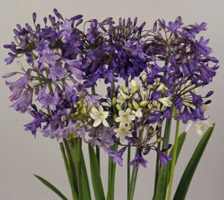 Agapanthus praecox Headbourne Blue African Lily