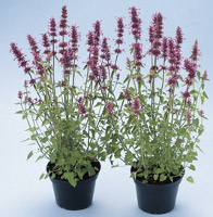 Agastache astromontana Pink Pop