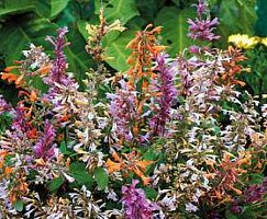 Agastache
        aurantiaca Fragrant Delight Mix Perennial