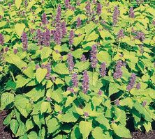 Agastache
        foeniculum Golden Jubilee perennial