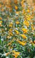 Apache Sunset Agastache
      repesteris