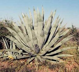 Agave americana Century Plant American agave