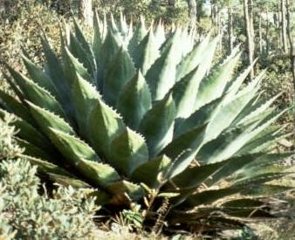 Mountain Agave montana perennial