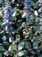 Purple Bugle Bugleweed