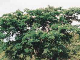 Mimosa tree Albizia julibrissin rosea
