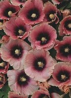Hollyhock Alcea rosea Halo Apricot flower