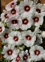 Hollyhock Alcea rosea Halo Blossom Snow white flower