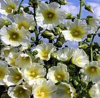 Hollyhock Alcea rosea Halo White