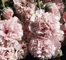 Alcea rosea Appleblossom Hollyhock