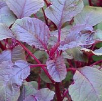 Calaloo All Red Leaf Vegetable Amaranth