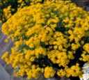 alyssum gold