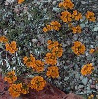 Alyssum repens perennial