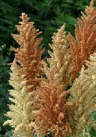 Autumn Pallete Amaranthus cruentus