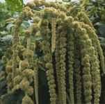 Green tail Amaranth