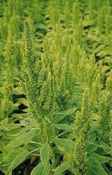 Amaranth Green Torch