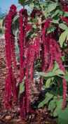 Love Lies Bleeding Amaranth