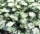 ammi majus Bishops Flower