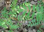 amorpha fruticosa false indigo tree