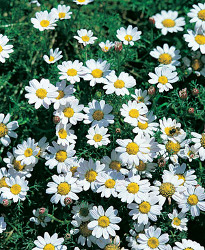 Anacyclus depressus Garden Gnome Carpet Daisy