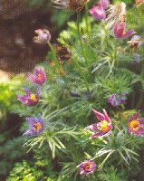 Anemone vulgaris Windflower