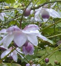 anemonopsis machrophylla false anemone