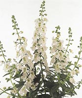 Angelonia Serena White