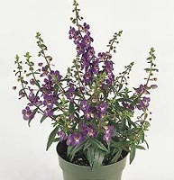 Serena Purple Angelonia