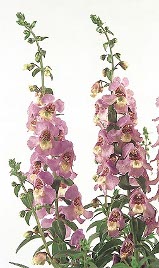 Serena Lavender Angelonia