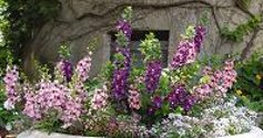 Serena Mix Angelonia